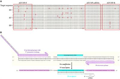 Based on CRISPR-Cas13a system, to establish a rapid visual detection method for avian influenza viruses